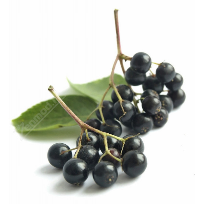 Фото и внешний вид — TPA - Elderberry 10мл